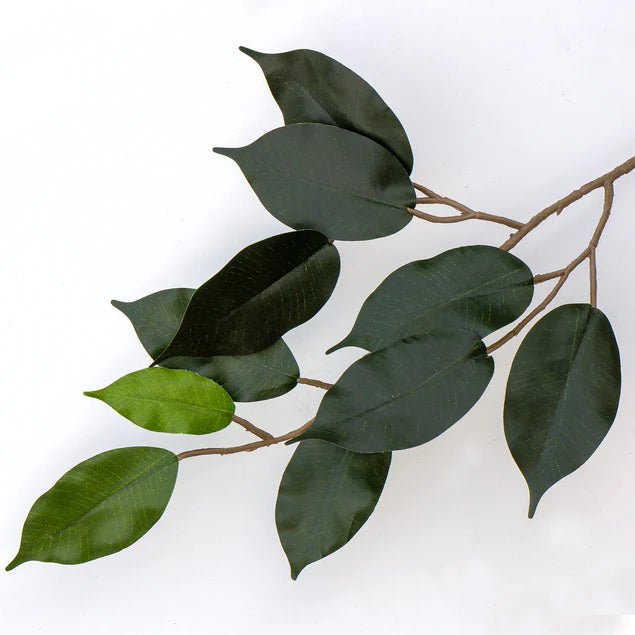 Ficus Benjamina, Supreme By Gold Leaf Design Group | Planters, Troughs & Cachepots |  Modishstore - 3