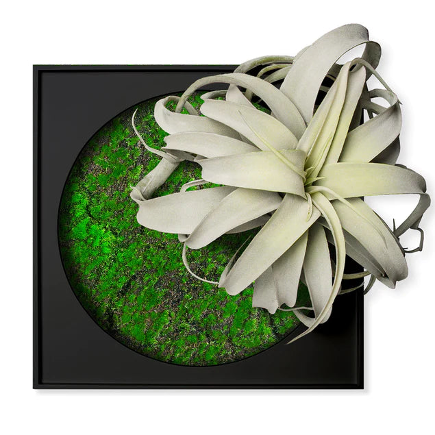 Mini Green Wall, Xerographica By Gold Leaf Design Group | Green Wall | Modishstore - 2