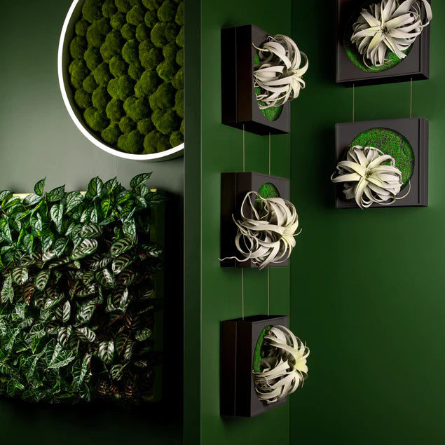 Mini Green Wall, Xerographica By Gold Leaf Design Group | Green Wall | Modishstore