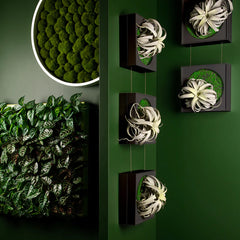 Mini Green Wall, Xerographica By Gold Leaf Design Group