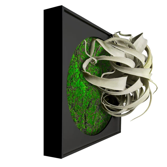 Mini Green Wall, Xerographica By Gold Leaf Design Group | Green Wall | Modishstore - 7