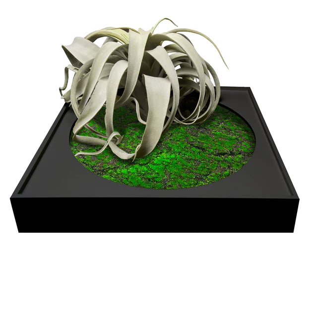 Mini Green Wall, Xerographica By Gold Leaf Design Group | Green Wall | Modishstore - 3