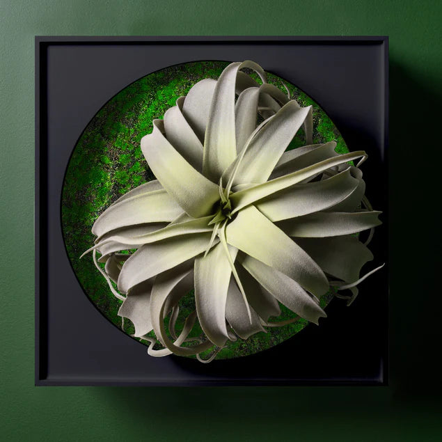 Mini Green Wall, Xerographica By Gold Leaf Design Group | Green Wall | Modishstore - 5