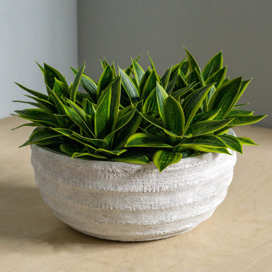 Sansevieria In Dolma Bowl, Large By Gold Leaf Design Group | Planters, Troughs & Cachepots | Modishstore