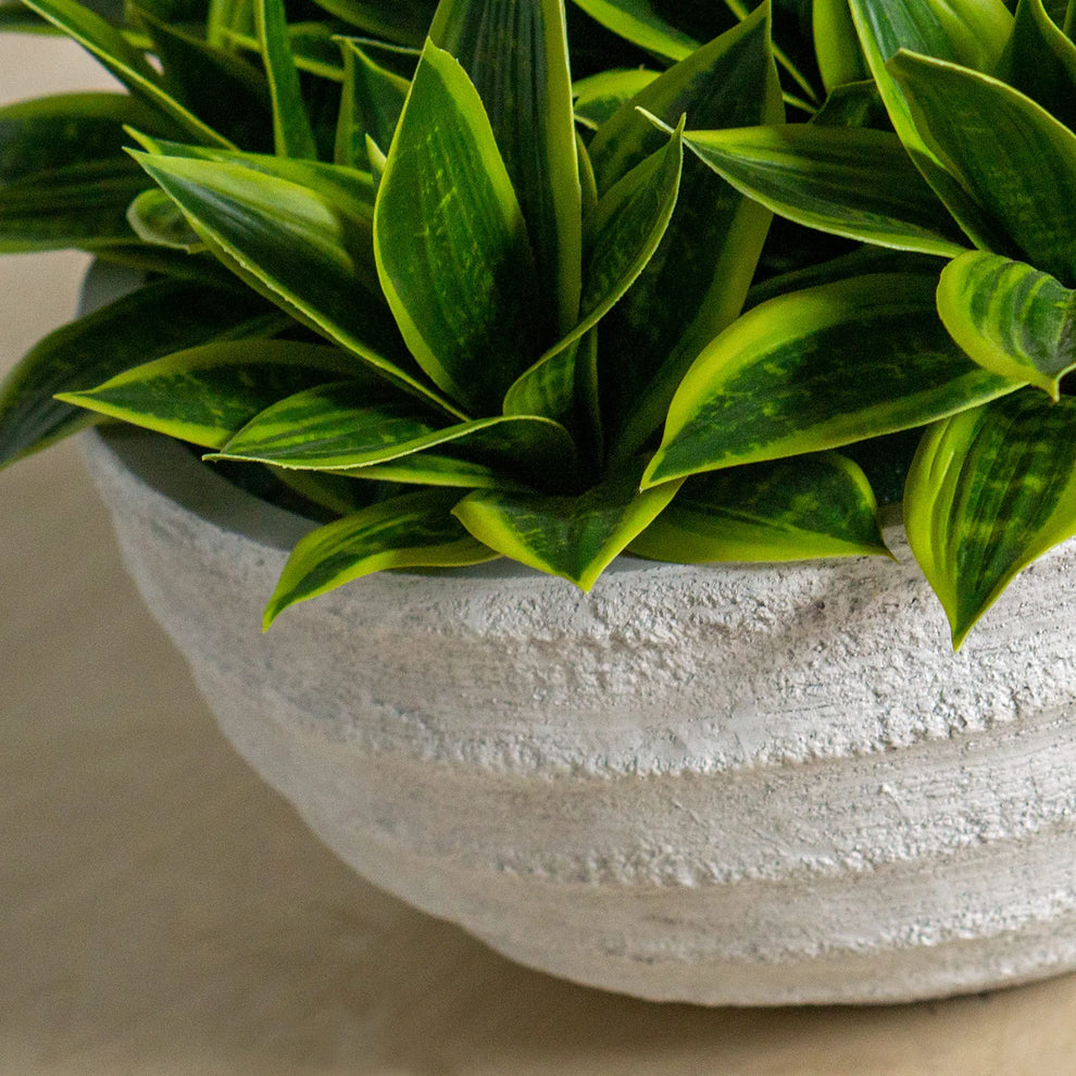 Sansevieria In Dolma Bowl, Large By Gold Leaf Design Group | Planters, Troughs & Cachepots | Modishstore - 2