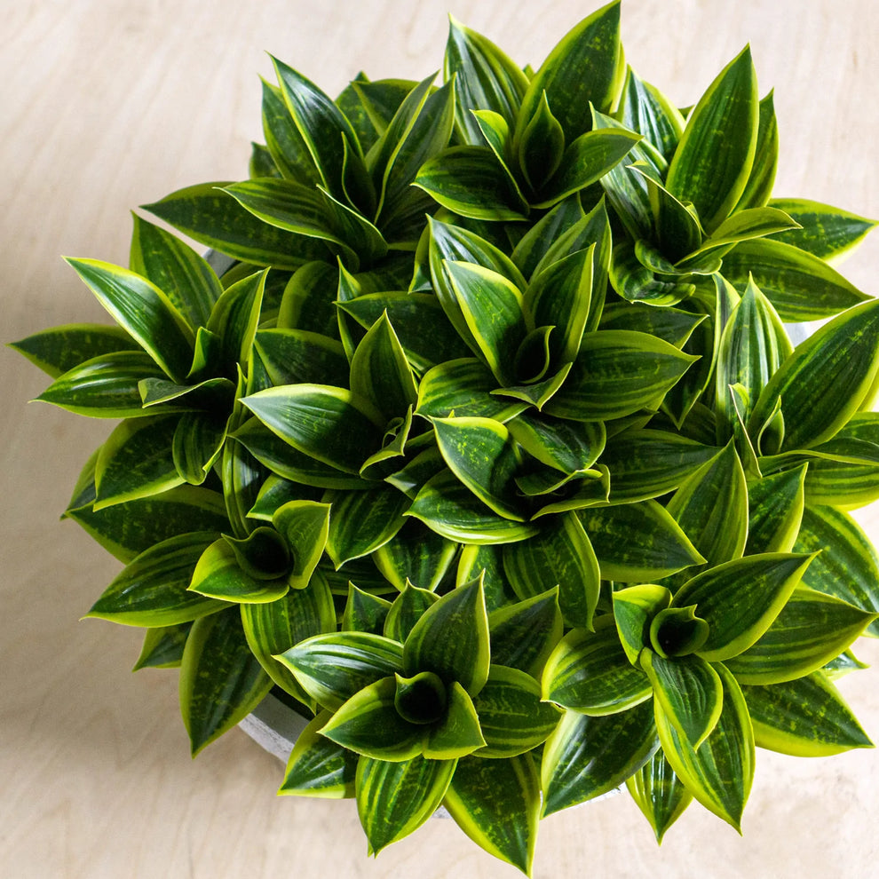 Sansevieria In Dolma Bowl, Large By Gold Leaf Design Group | Planters, Troughs & Cachepots | Modishstore - 3