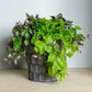 Wandering Dude & Philodendron By Gold Leaf Design Group | Planters, Troughs & Cachepots | Modishstore