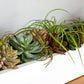 Desert Garden 2 By Gold Leaf Design Group | Planters, Troughs & Cachepots | Modishstore - 4