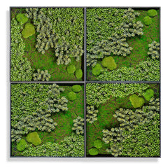 Green Wall, 