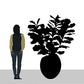 Fiddle Leaf in 29"H Sherry Pla By Gold Leaf Design Group | Planters, Troughs & Cachepots | Modishstore - 6