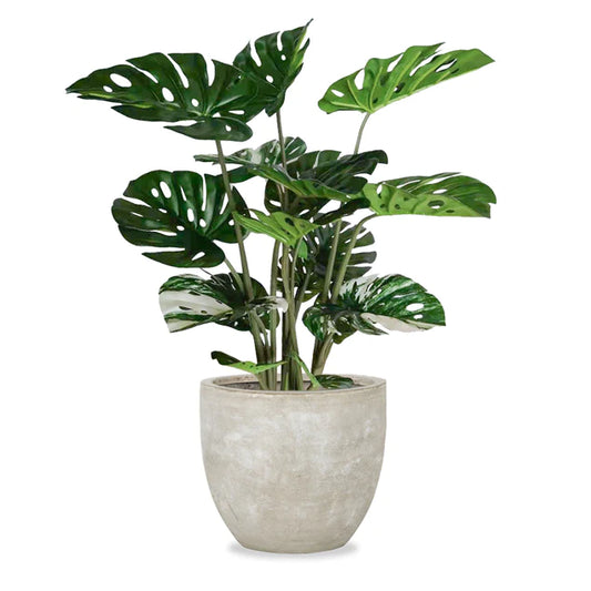 Monstera in Urbano Flared, LG By Gold Leaf Design Group | Planters, Troughs & Cachepots | Modishstore