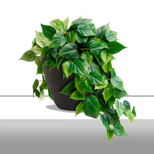 Philodendron Green in Nama Planter Large By Gold Leaf Design Group | Planters, Troughs & Cachepots | Modishstore