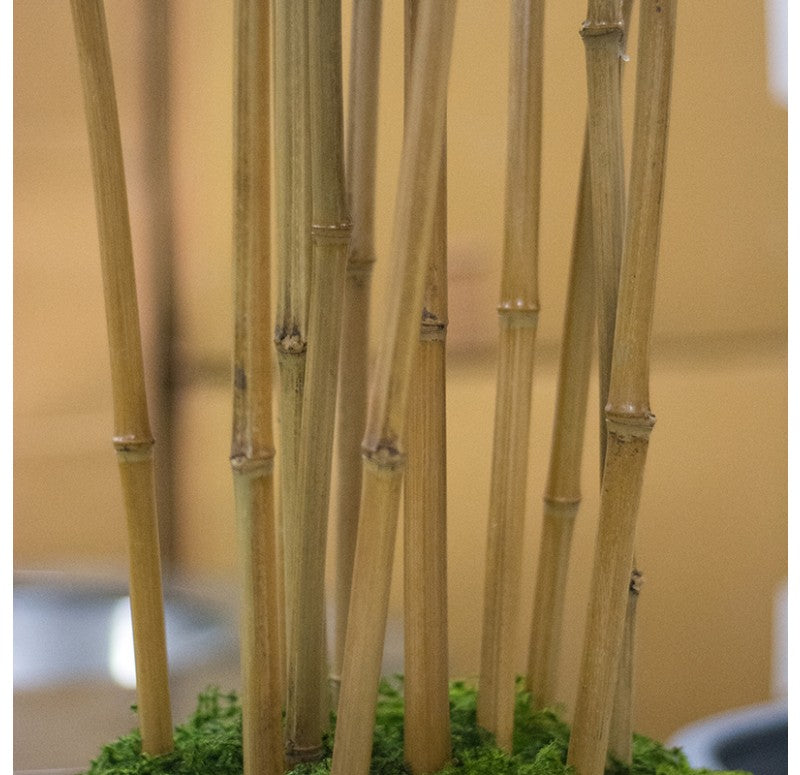 Bamboo Tree, Unpotted in Fiberglass Pia Planter by Gold Leaf Design Group | Planters, Troughs & Cachepots | Modishstore - 2