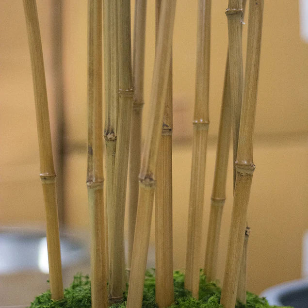 Bamboo Tree in Kawa Planter, Black By Gold Leaf Design Group | Planters, Troughs & Cachepots | Modishstore - 5