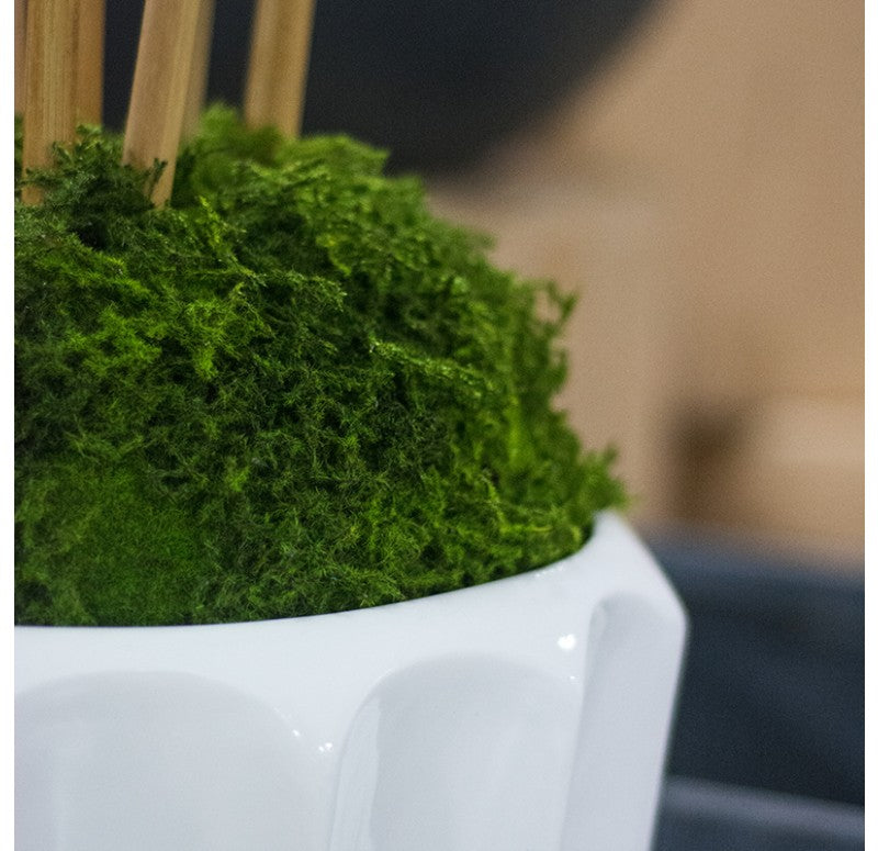 Bamboo Tree, Unpotted in Fiberglass Pia Planter by Gold Leaf Design Group | Planters, Troughs & Cachepots | Modishstore - 3