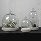 HomArt Glass Dome - Clear | Glass Terrariums | 8153-0 | Modishstore - 6