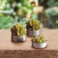 Roost Potted Succulent Candles-9