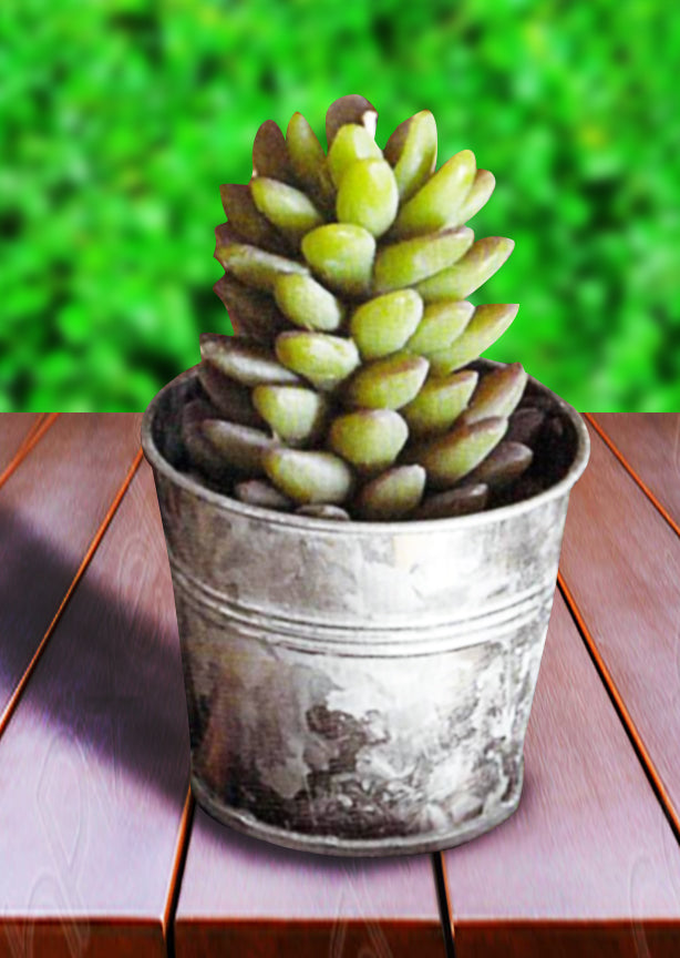 Roost Potted Succulent Candles-10