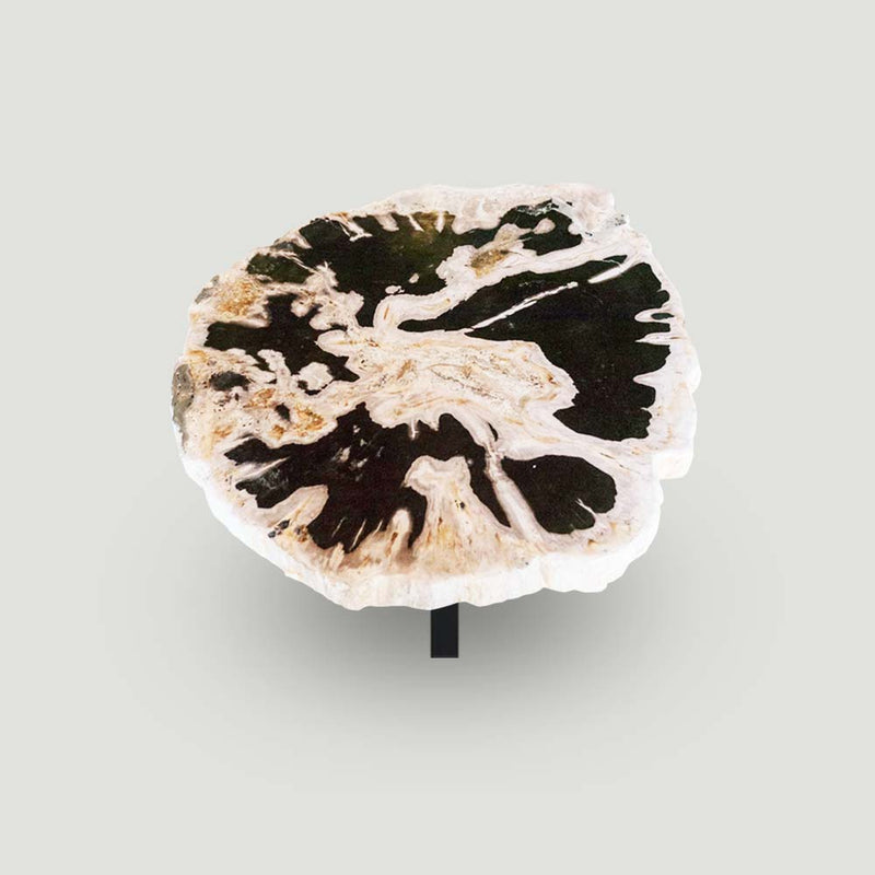 Petrified Wood Slab- 28" x 24"- with Custom Made Base- PF-1112 -Coffee Table/ Side Table | ModishStore | Petrified Wood Slabs