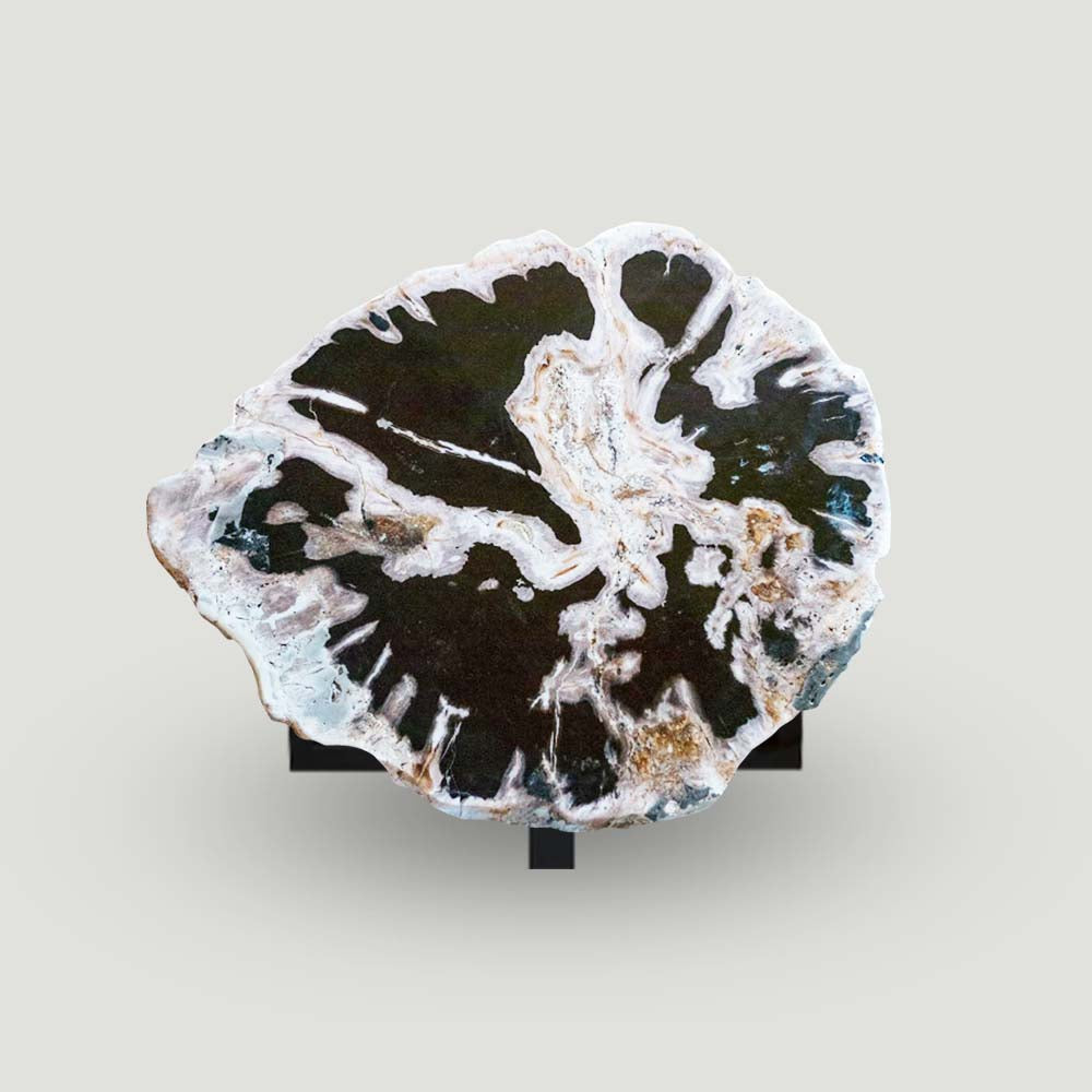 Petrified Wood Slab- 28" x 24"- with Custom Made Base- PF-1112 -Coffee Table/ Side Table-2