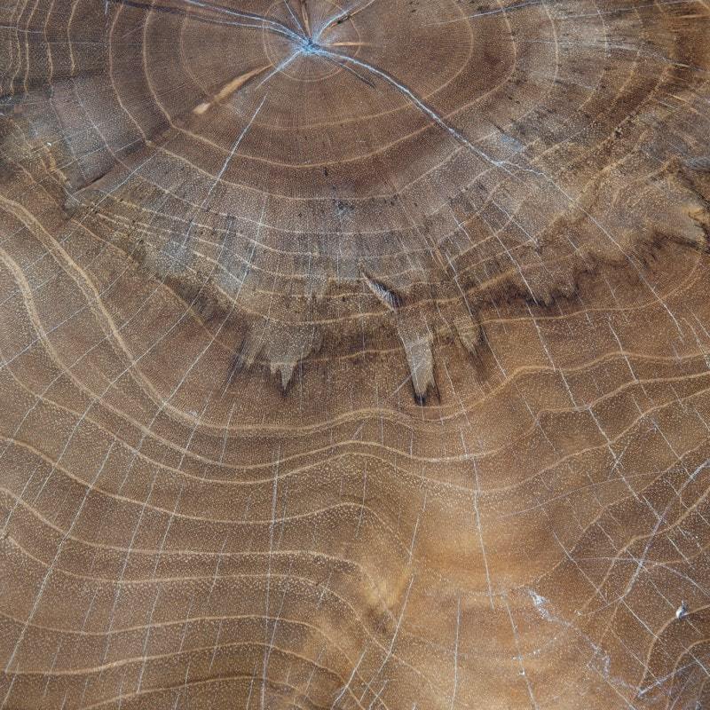 Organic Teakwood Coffee Table by Jeffan | Coffee Tables | Modishstore - 4