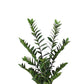 ZZ Plant 38"H, Potted Set Of 2 By Gold Leaf Design Group | Planters, Troughs & Cachepots |  Modishstore - 2