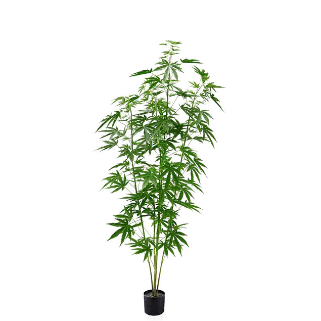 LC Cannabis Plant, 72"H, potte By Gold Leaf Design Group | Planters, Troughs & Cachepots |  Modishstore