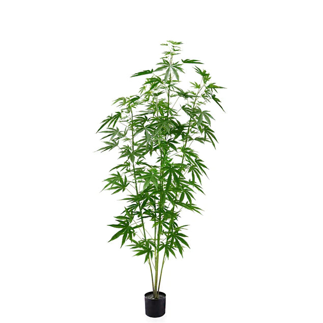 LC Cannabis Plant, 72"H, potte By Gold Leaf Design Group | Planters, Troughs & Cachepots | Modishstore