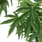 LC Cannabis Plant, 72"H, potte By Gold Leaf Design Group | Planters, Troughs & Cachepots |  Modishstore - 4