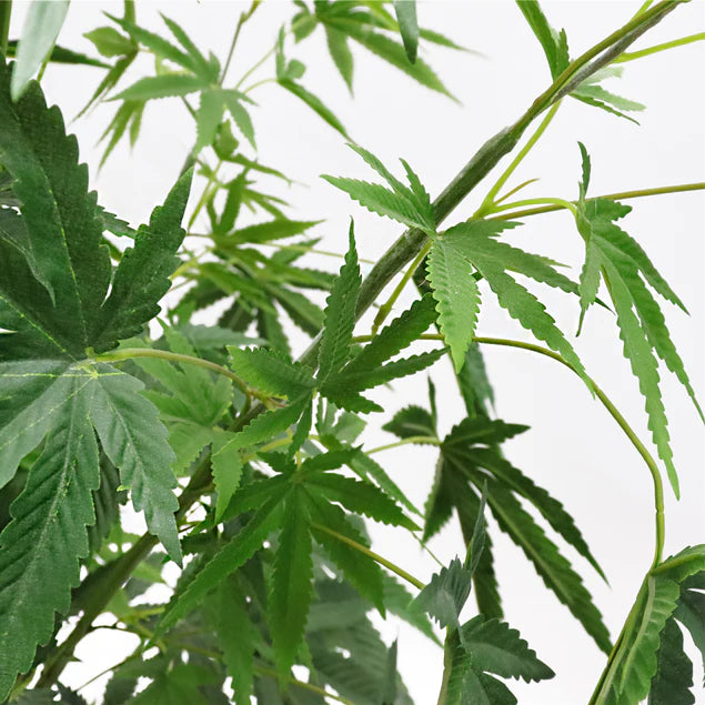 LC Cannabis Plant, 72"H, potte By Gold Leaf Design Group | Planters, Troughs & Cachepots | Modishstore - 3