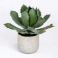 Agave 11.25"OH Potted By Gold Leaf Design Group | Planters, Troughs & Cachepots |  Modishstore - 2