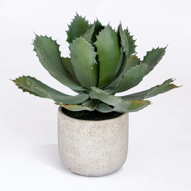 Agave 11.25"OH Potted By Gold Leaf Design Group | Planters, Troughs & Cachepots |  Modishstore - 2