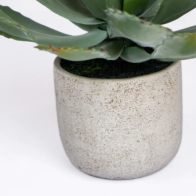 Agave 11.25"OH Potted By Gold Leaf Design Group | Planters, Troughs & Cachepots |  Modishstore - 4