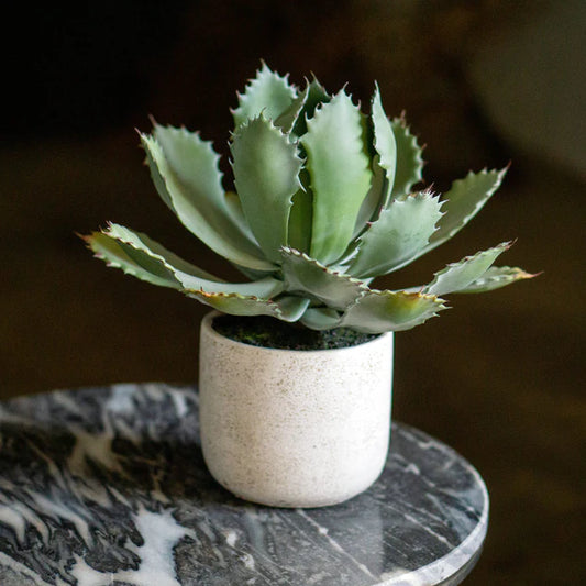 Agave 11.25"OH Potted By Gold Leaf Design Group | Planters, Troughs & Cachepots | Modishstore