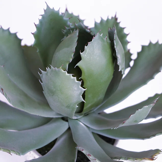 Agave 11.25"OH Potted By Gold Leaf Design Group | Planters, Troughs & Cachepots |  Modishstore - 5