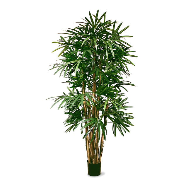Rhaphis Palm 72"H, Potted By Gold Leaf Design Group | Planters, Troughs & Cachepots | Modishstore