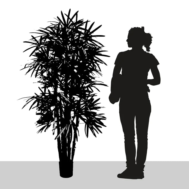 Rhaphis Palm 72"H, Potted By Gold Leaf Design Group | Planters, Troughs & Cachepots | Modishstore - 3