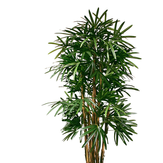Rhaphis Palm 72"H, Potted By Gold Leaf Design Group | Planters, Troughs & Cachepots | Modishstore - 2