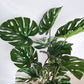 Monstera 48"H, potted By Gold Leaf Design Group | Planters, Troughs & Cachepots |  Modishstore - 4