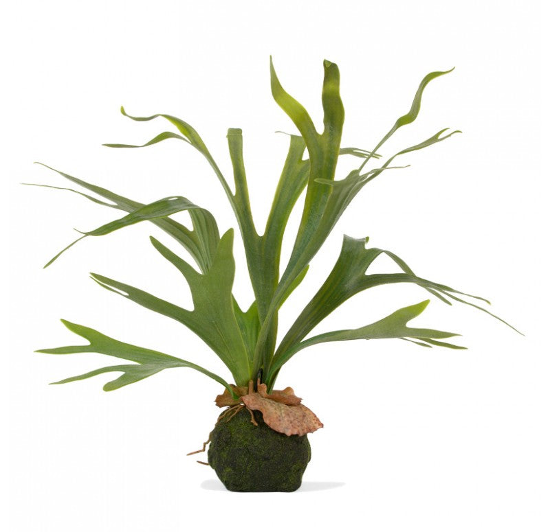 Staghorn Fern w/ Soil Ball Set of 4 by Gold Leaf Design Group | Botanicals | Modishstore - 4