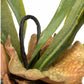 Staghorn Fern w/ Soil Ball Set of 4 by Gold Leaf Design Group | Botanicals | Modishstore-3