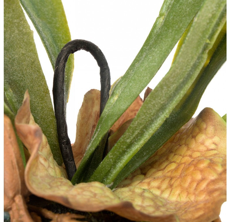 Staghorn Fern w/ Soil Ball Set of 4 by Gold Leaf Design Group | Botanicals | Modishstore - 3
