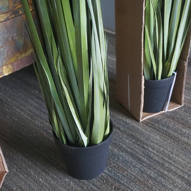 LC Cane 65"H Grass Potted By Gold Leaf Design Group | Planters, Troughs & Cachepots |  Modishstore - 5