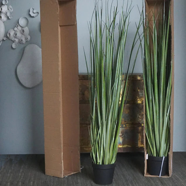 LC Cane 65"H Grass Potted By Gold Leaf Design Group | Planters, Troughs & Cachepots |  Modishstore - 8