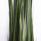 LC Cane 65"H Grass Potted By Gold Leaf Design Group | Planters, Troughs & Cachepots |  Modishstore - 2