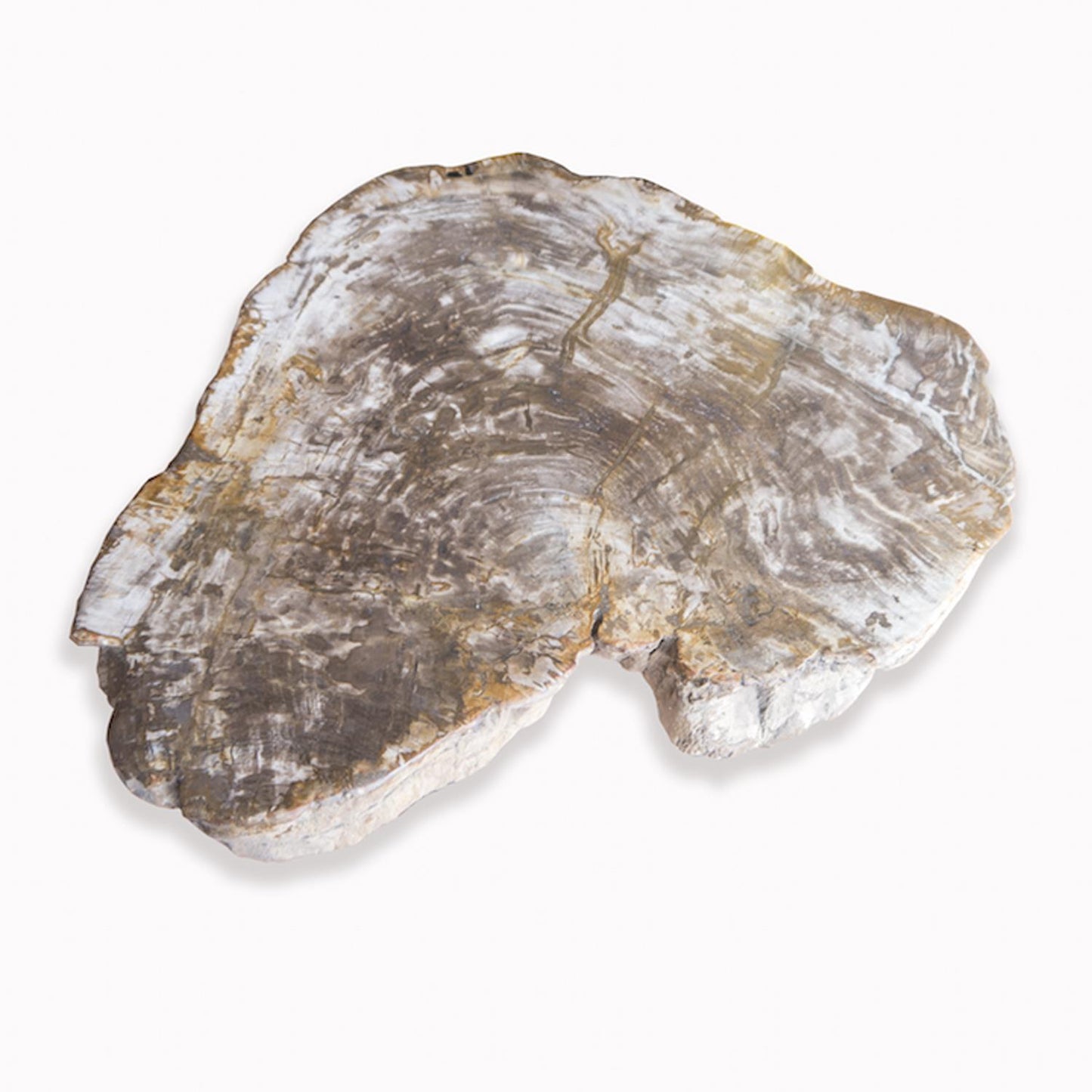 Petrified Wood Slab With Custom Made Base PF-1102 by Aire Furniture | Petrified Wood Slabs | Modishstore