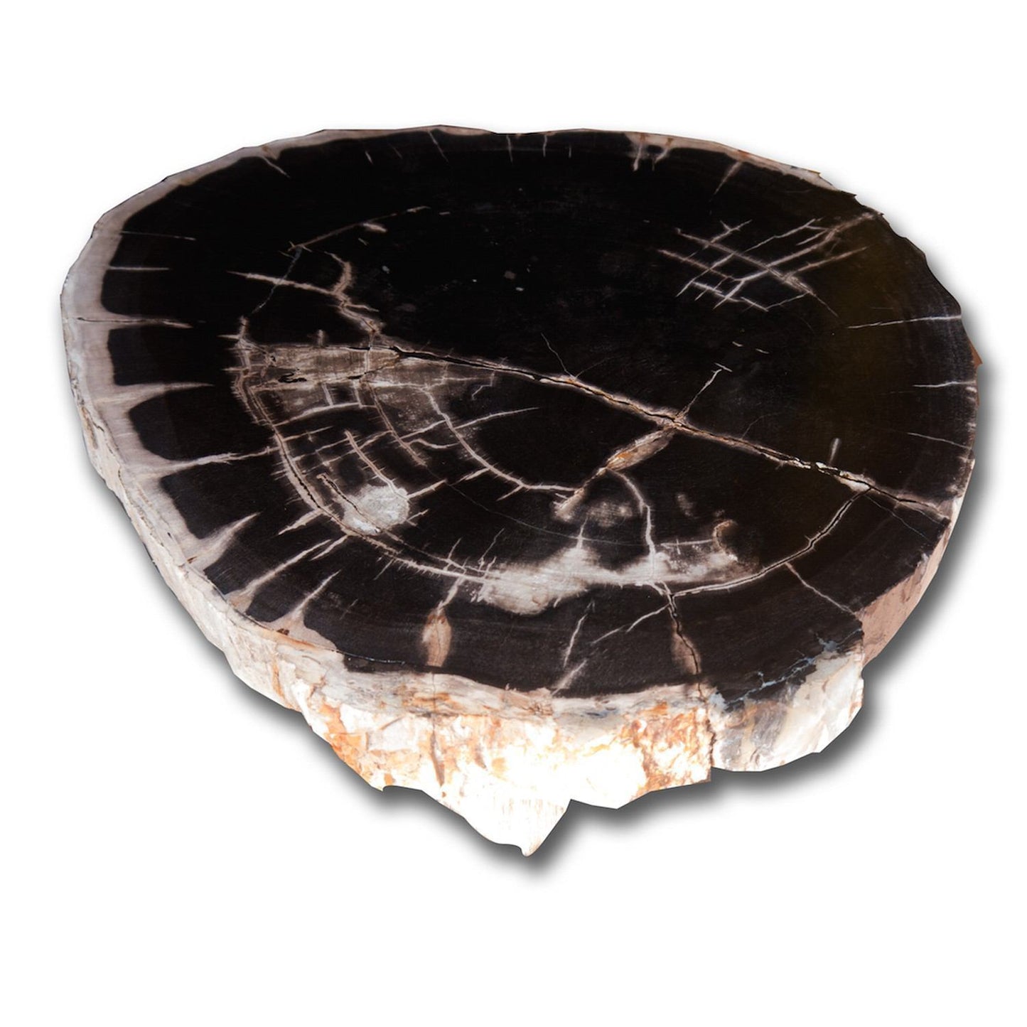 PF-1105 Petrified Wood Slab With Custom Made Base by AIRE Furniture-2