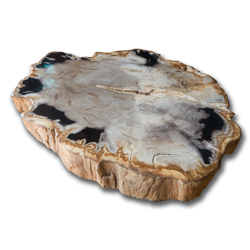 Petrified Wood Slab With Custom Made Base PF-1107 by Aire Furniture | Petrified Wood Slabs | Modishstore