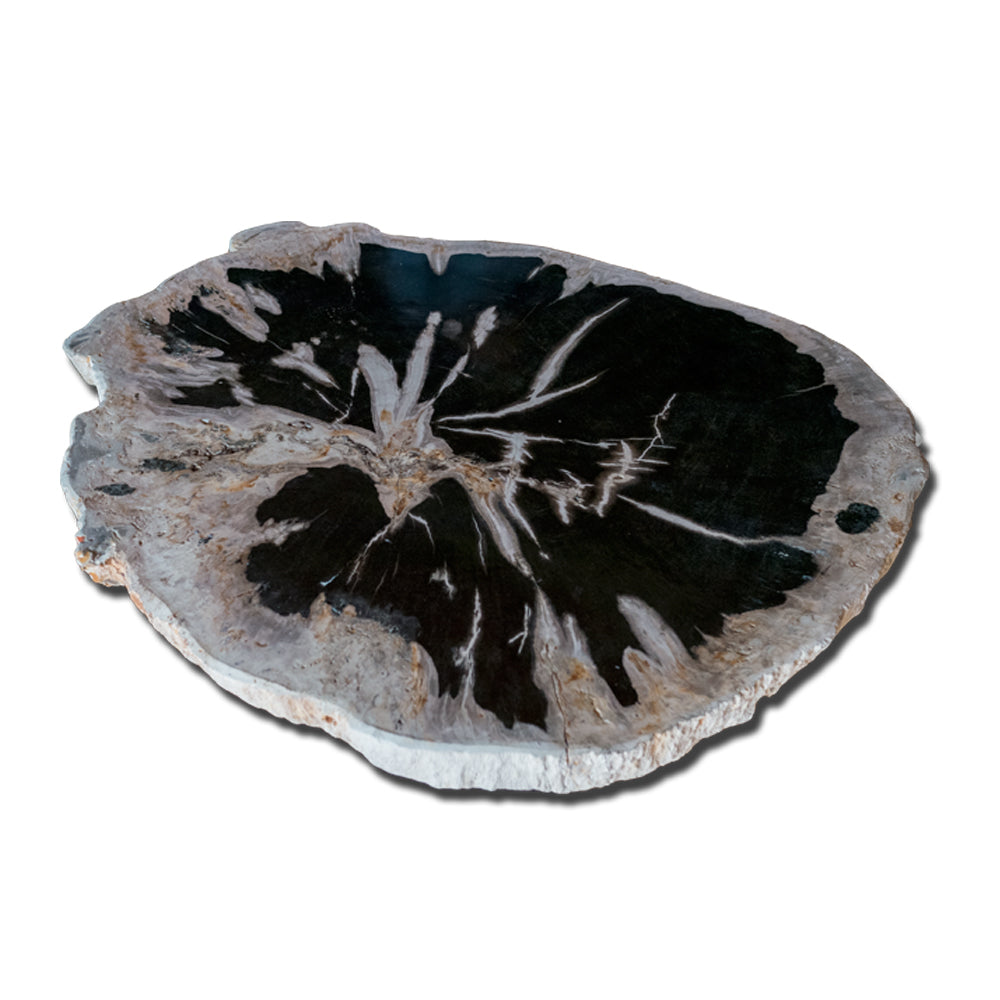 PF-1113 Petrified Wood Slab With Custom Made Base by AIRE Furniture-5