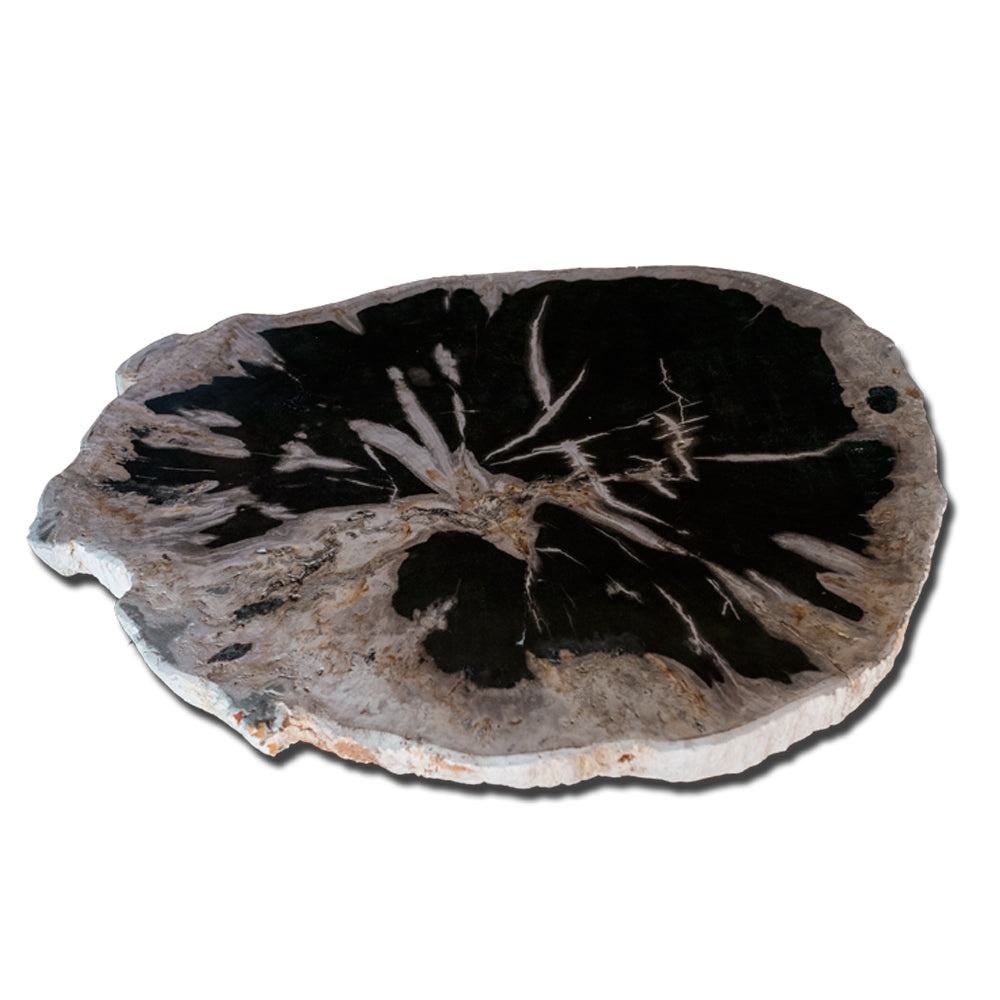 PF-1113 Petrified Wood Slab With Custom Made Base by AIRE Furniture-3